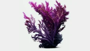 benefits of purple sea moss