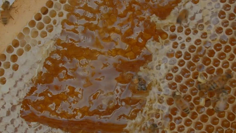 benefits of sidr honey